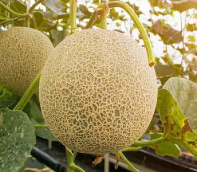 Muskmelon (cantaloupe)