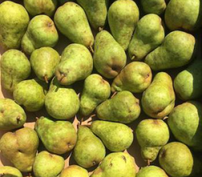 Bartlett Pears