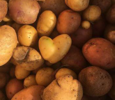 Potatoes - Kennebec