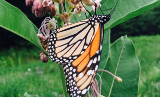 Monarch Butterfly Rearing