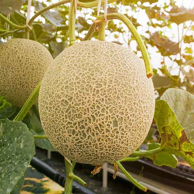 Muskmelon