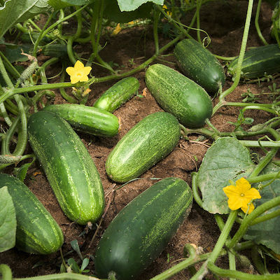 Cucumbers