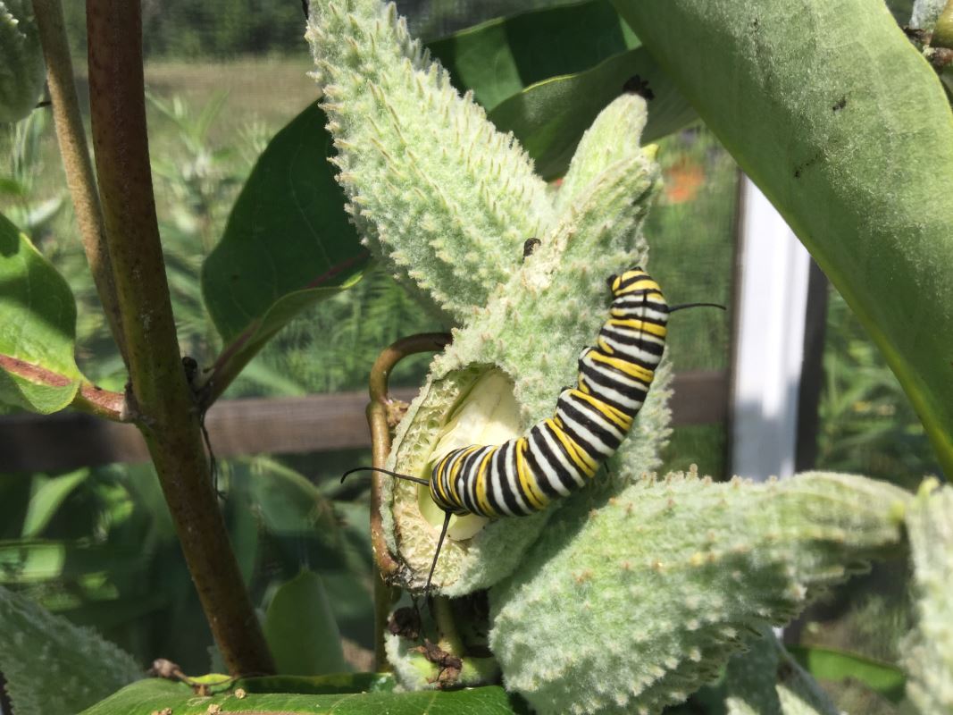 Caterpillar