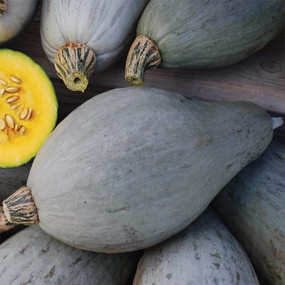 Sibley Winter Squash