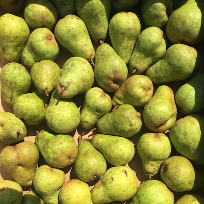 Bartlett Pears