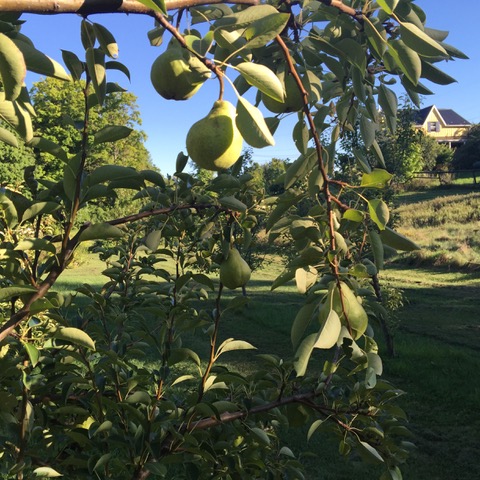 Bartlett Pears